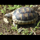 Auch hier stießen wir auf Schildkröten